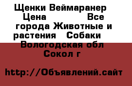 Щенки Веймаранер › Цена ­ 40 000 - Все города Животные и растения » Собаки   . Вологодская обл.,Сокол г.